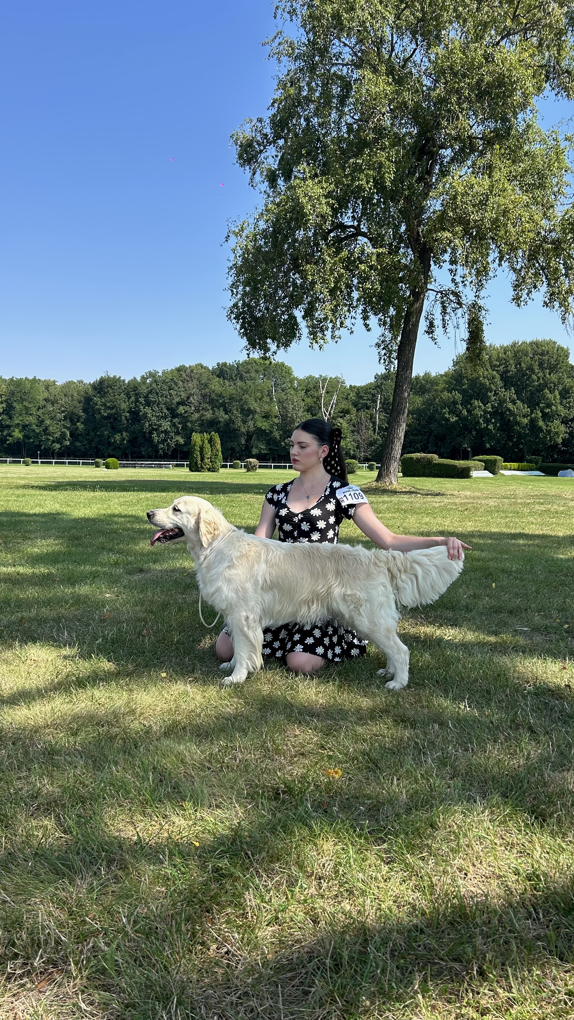 Tessa predvádzaná na výstave psov